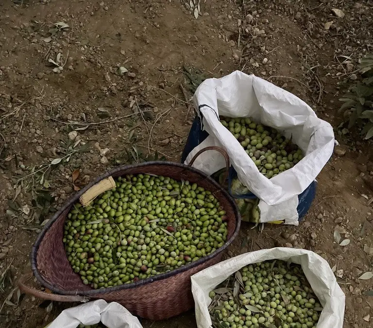 An olive harvest sorted into a woven basket and sacks on the ground