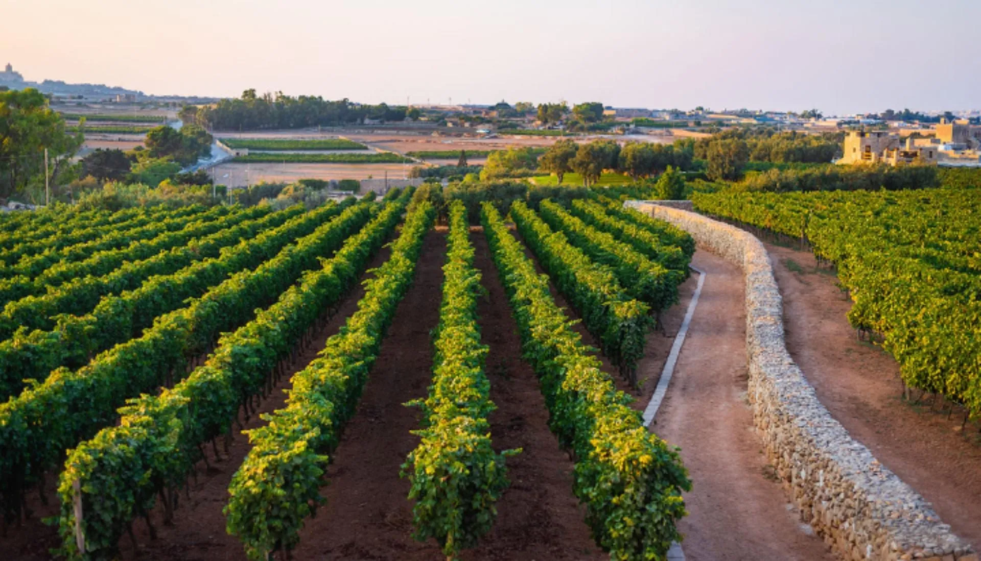 Rows of vines running towards a village on the horizon at dusk