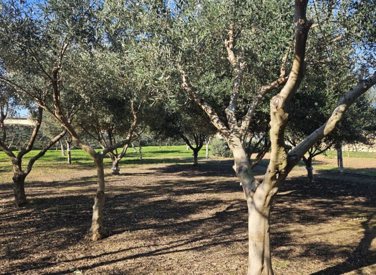 Olive grove for web