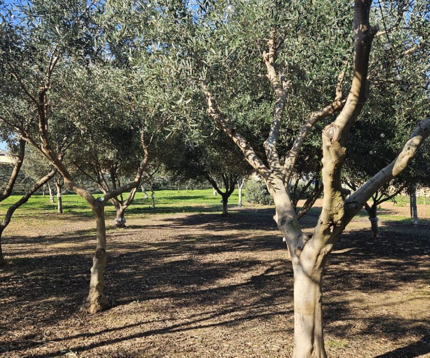 Olive grove for web