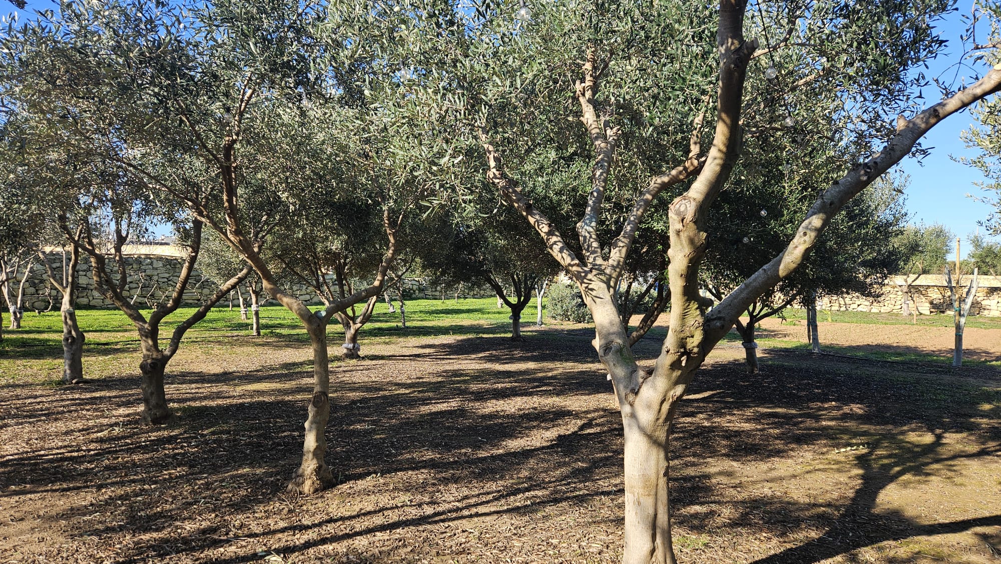 Olive grove for web