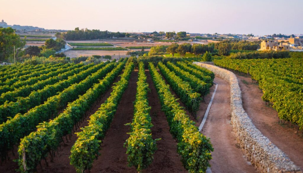 A maltese vineyard sprawling on the horizon.