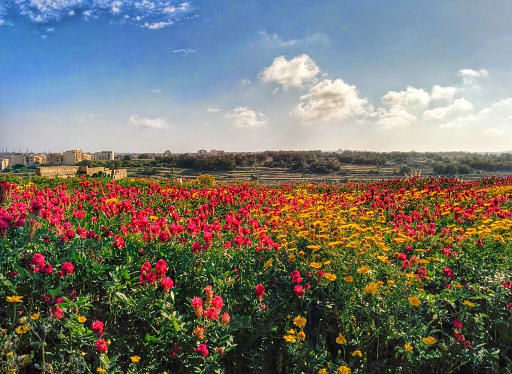Flowers brightly blooming across a shallow valley across the Maltese hills